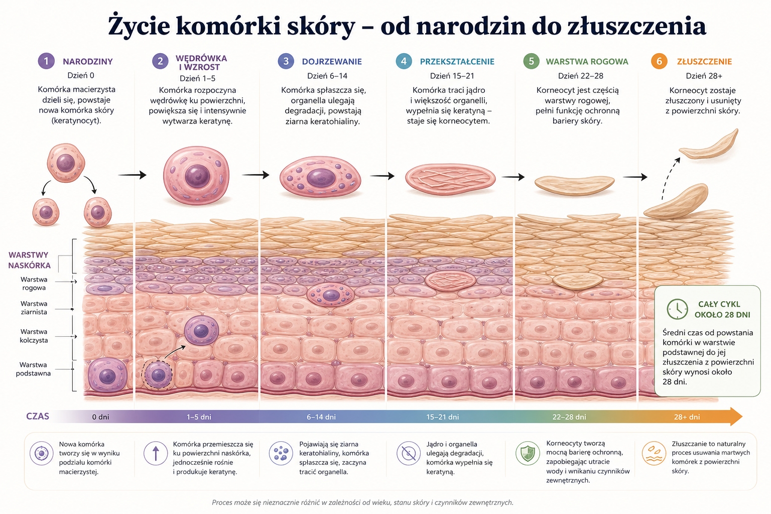 Życie komórki skóry - od narodzin do złuszczenia - infografika